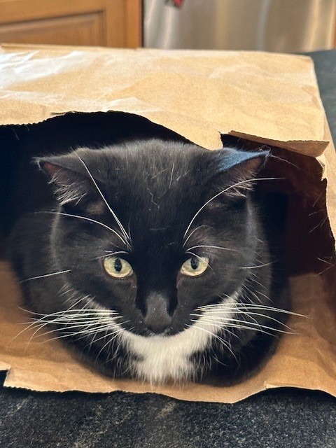 Cosmo Henry in a Bag