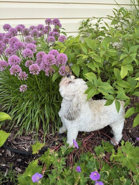 Downton Abbey (Abbey) Stewart