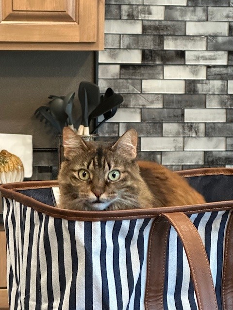 Hattie Henry in a Bag